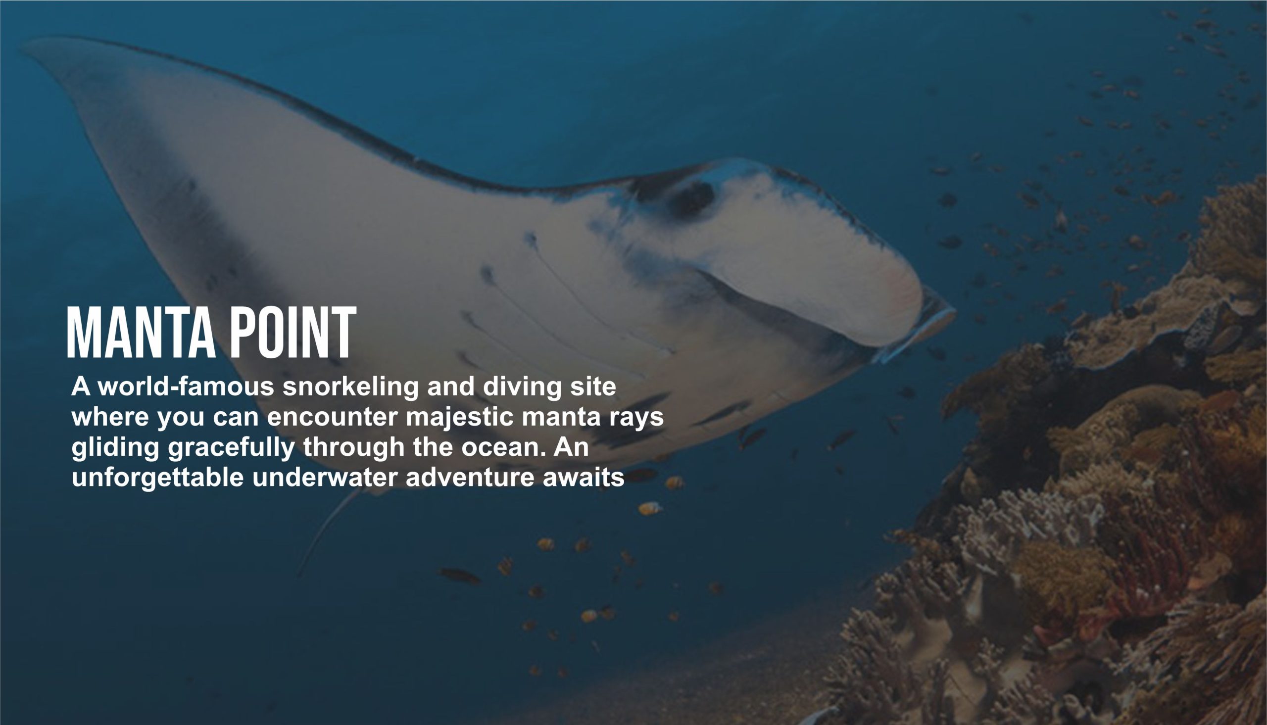 manta