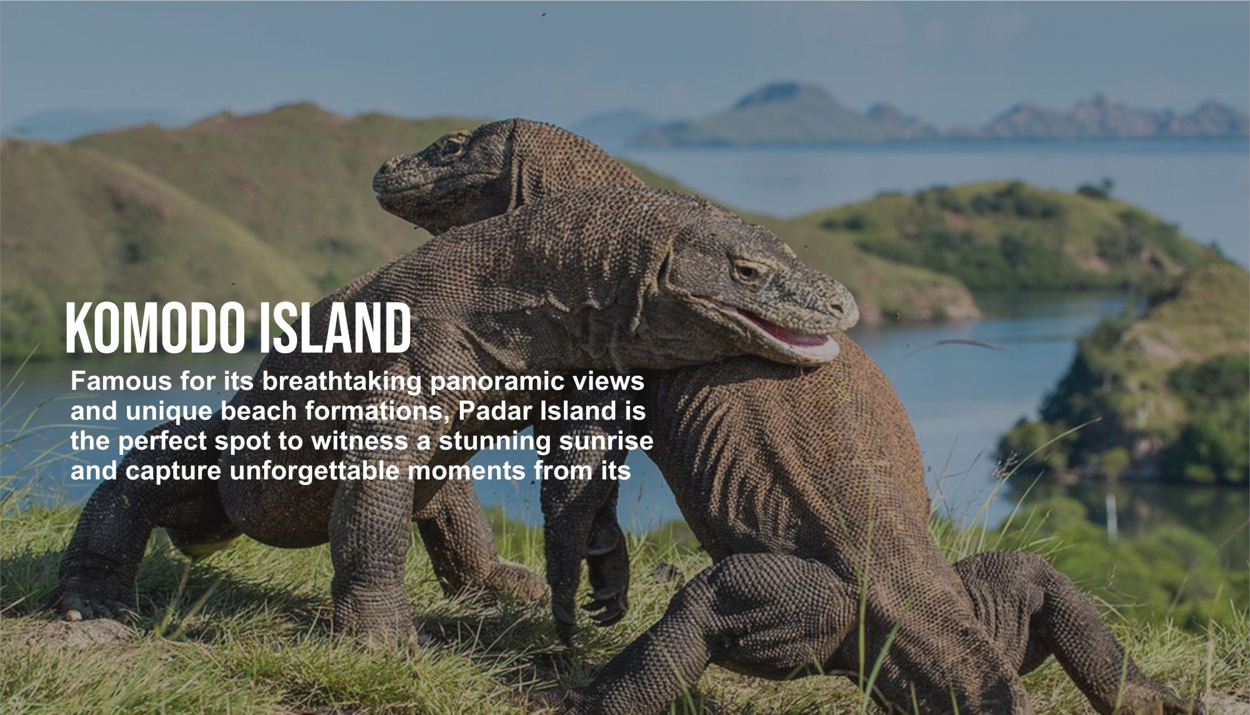 pulau-komodo